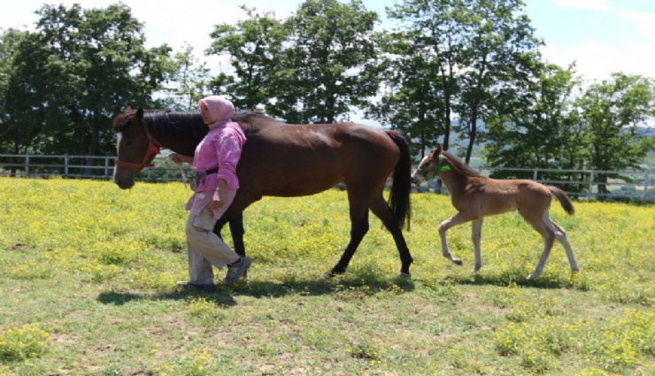 Yarış pistlerinin yıldızları laboratuvarda doğuyor