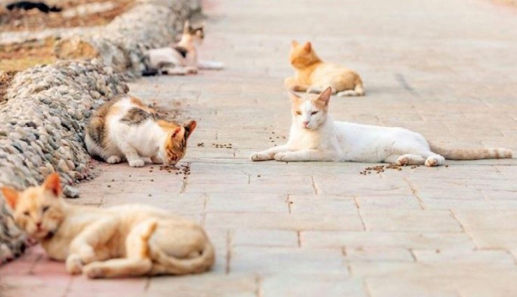 Afyonkarahisar Valiliği'nden tepki çeken karar: Sahipsiz hayvanların beslenmesi yasaklandı