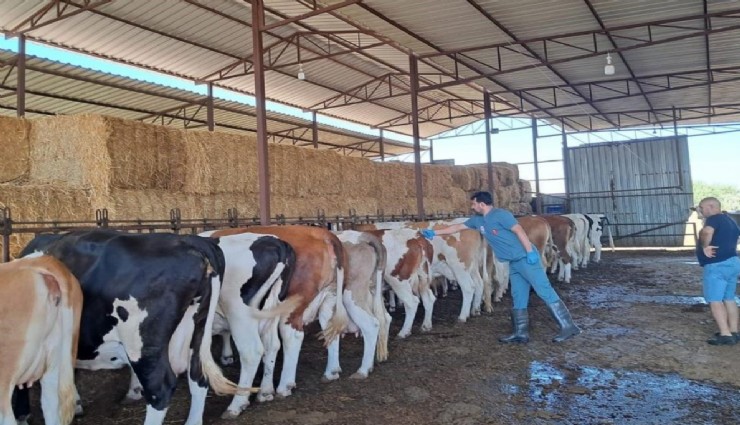 Aydın Nazilli'de 14 mahalle karantinada: Hayvan giriş çıkışları yasaklandı