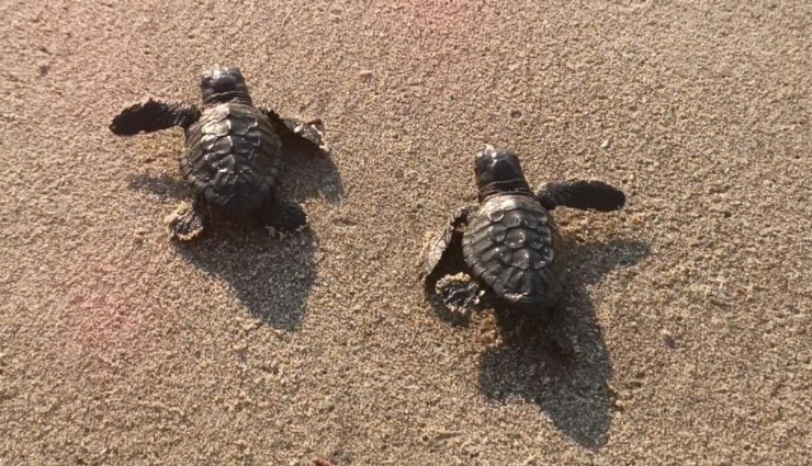 Aydın sahillerinde caretta caretta sevinci: 469 yavru denize ulaştı