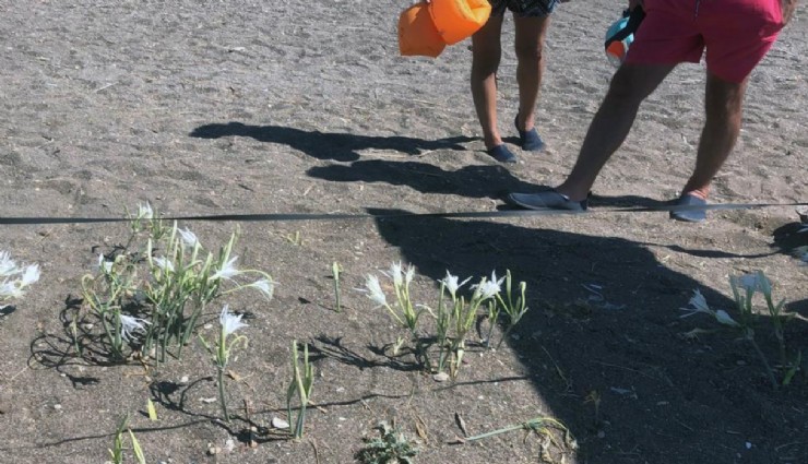 Datça'da Kum Zambağını koparmak yasak: 557 Bin TL Ceza Getiriyor