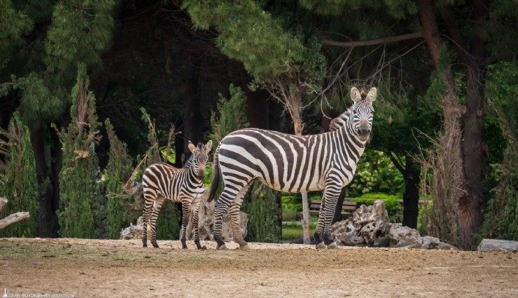 Doğal Yaşam Parkı’nda kış saati uygulaması başlıyor