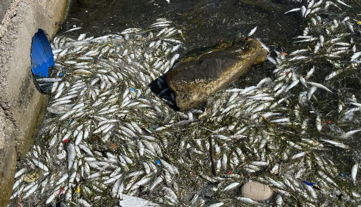İzmir Körfezi’nde balık ölümleri yeniden başladı
