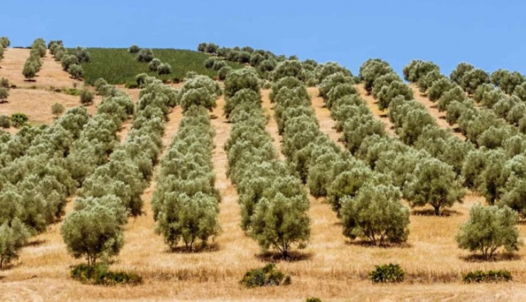 Resmi Gazete'de yayımlandı: Menderes'te 4 taşınmaz vitrine çıkıyor