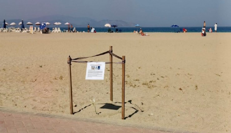 Yıllarsonra Kuşadası'nda Kum Zambağı açtı