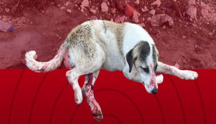 Çeşme’de hayvan vahşeti: Köpek 19 kurşunla öldürüldü, Türkiye ayağa kalktı