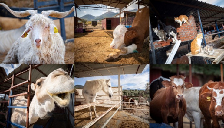 Ceylan Ertem’den Angels Farm çağrısı: Binlerce hayvan yuvasız kalma tehlikesiyle karşı karşıya