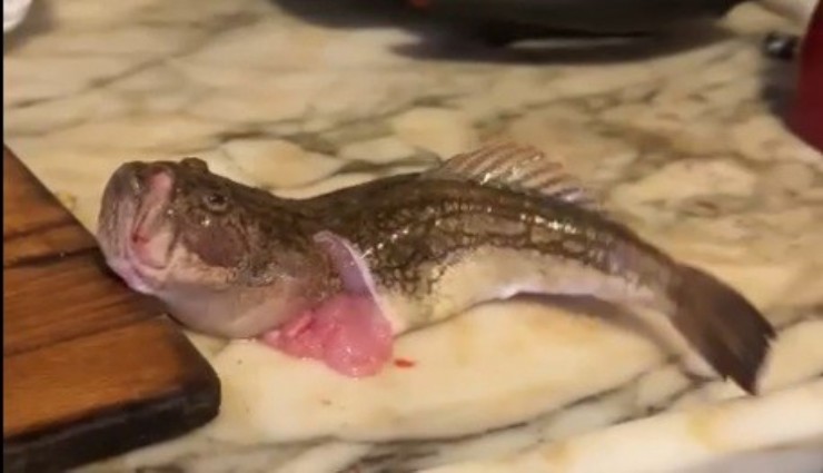 İç organları temizlenen balık dakikalarca çırpınmaya devam etti