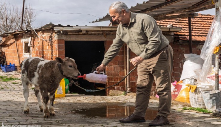 İzmir Büyükşehir Belediyesi’nden çiftçilere şap ve buzağı ölümlerine karşı destek