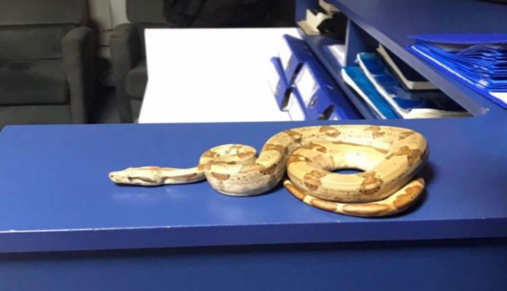 İzmir’de pes dedirten olay: Kafede yılanla dolaştı, 12 bin TL ceza yedi