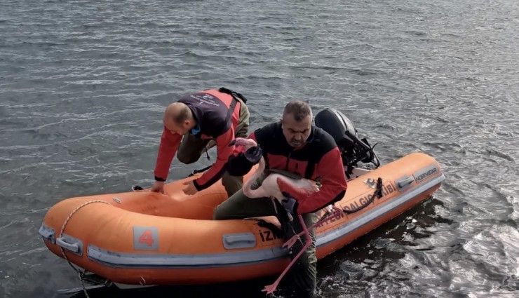 İzmir İtfaiyesi ayağına misina dolanan flamingoyu kurtardı