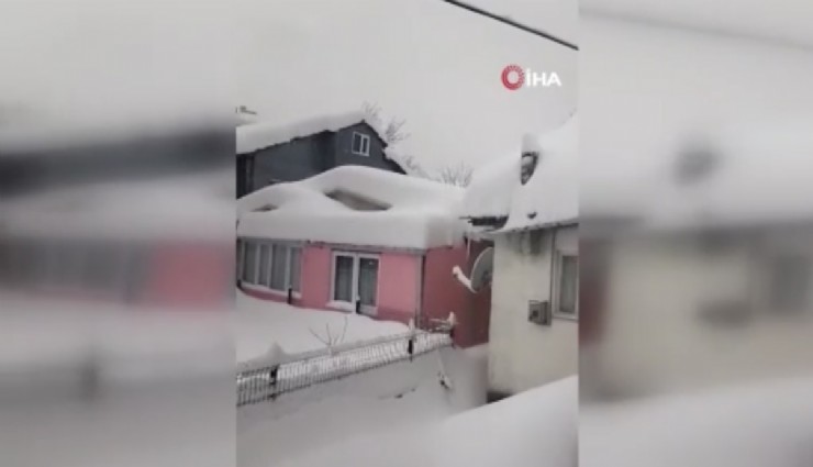 Kedilerin karda yürümeye çalıştığı anlar renkli görüntüler oluşturdu