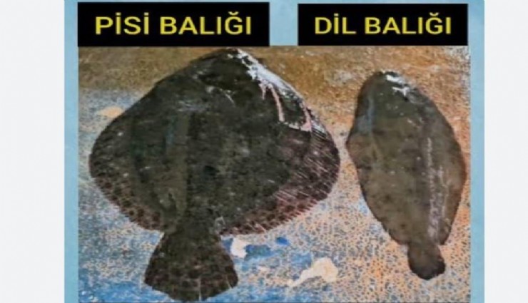 Kuşadası’nda dil ve pisi balığı avcılığına geçici yasak