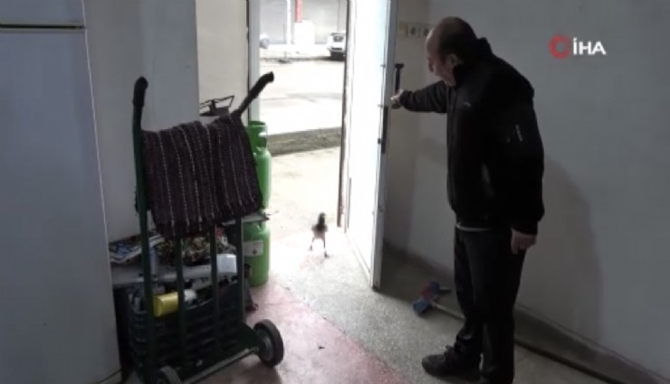 Ordu’da tamirci çırağı karga