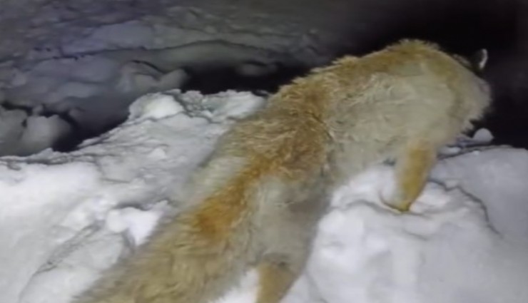 Yüksekova'da Sibirya soğukları: Tilki ayakta dondu