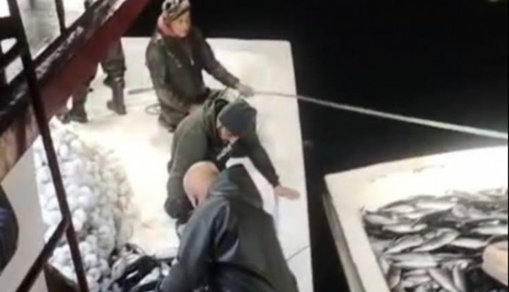 5 bin palamut tekneye sığmadı, yardıma başka tekne geldi