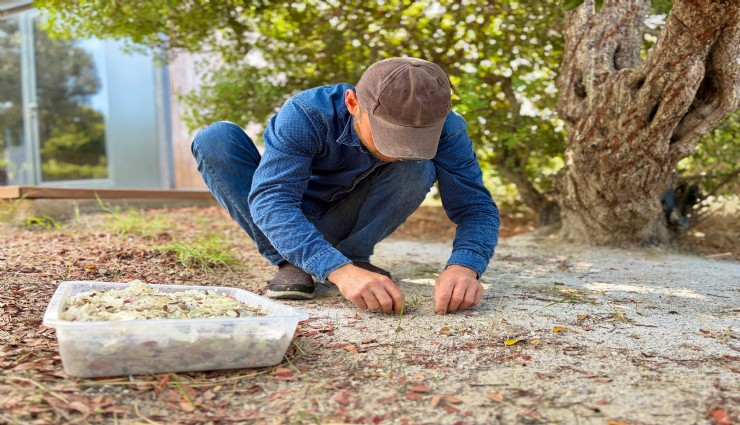 Çeşme'de damla sakızı hasadı: kilosu 50 bin TL'ye ulaştı