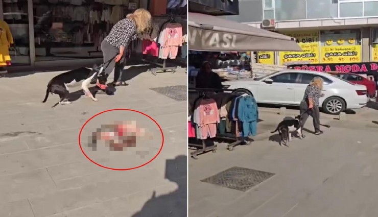 Esenyurt'ta sokakta kedi parçalayan Pitbull sahibine 95 bin TL ceza
