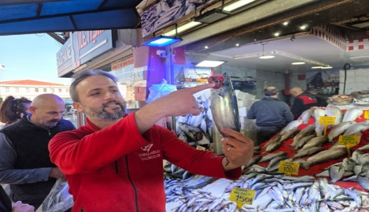 Karadeniz'de palamut istilası: Balıkçılar avlanmanın artırılmasını istiyor