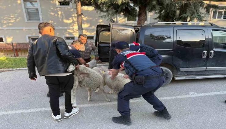 Manisa’da 8 koyun çalan 2 şüpheli tutuklandı