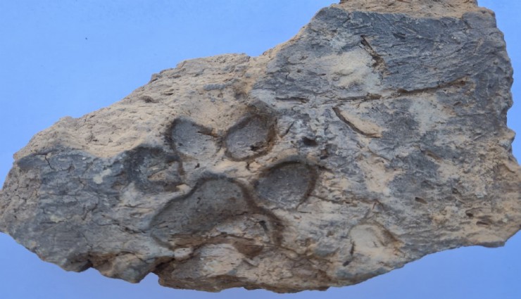 Tavşanlı Höyük'te 4 bin yıllık pati izi