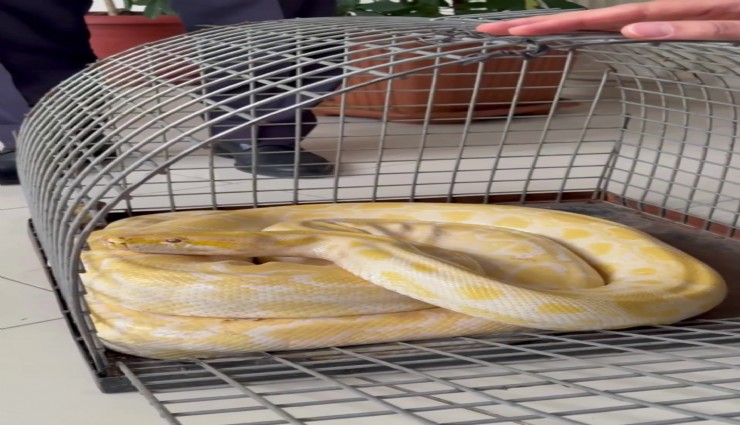 Denizli'de gösteride kullanılan nesli tehlike altındaki piton koruma altına alındı