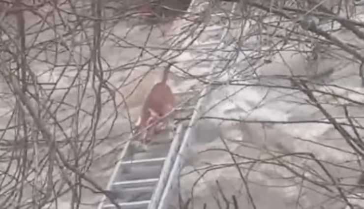 Derede mahsur kalan köpek kurtarıldı