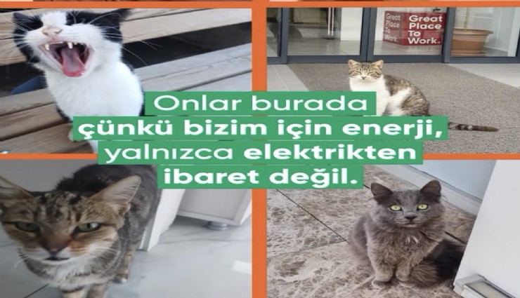 GDZ Elektrik’ten Dünya Kediler Günü’ne anlamlı kutlama