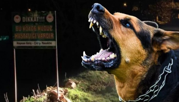 İstanbul Valiliği'nden ‘Kuduz vakalarında artış' açıklaması