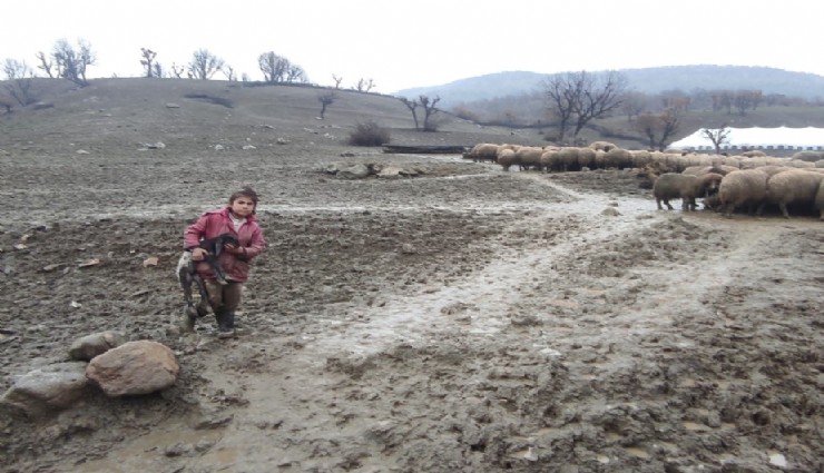 Kendisi küçük yüreği büyük: Minik Zeynep'ten yeni doğan kuzuya şefkat eli
