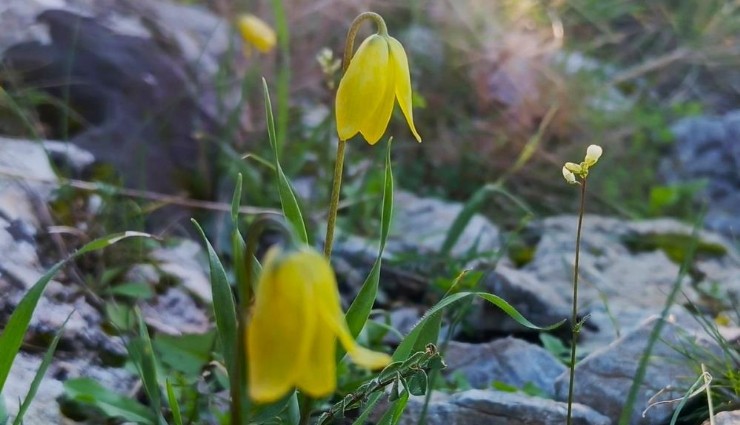Kuşadası’nda endemik ‘Ağlayan Gelin’ çiçek açtı: Uzmanlardan yapılaşma uyarısı