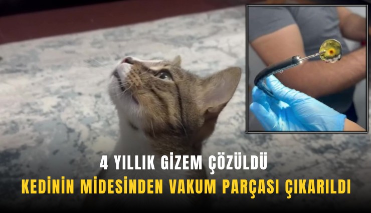 4 yıllık gizem çözüldü: Kedinin midesinden vakum parçası çıkarıldı