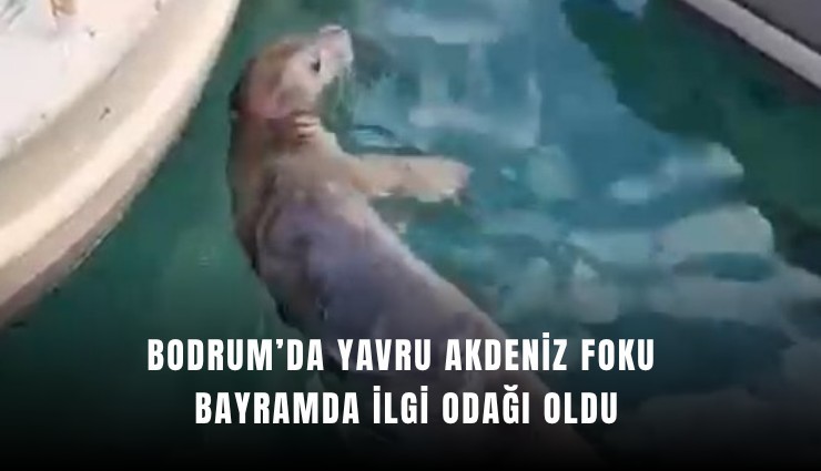 Bodrum’da yavru Akdeniz Foku bayramda ilgi odağı oldu