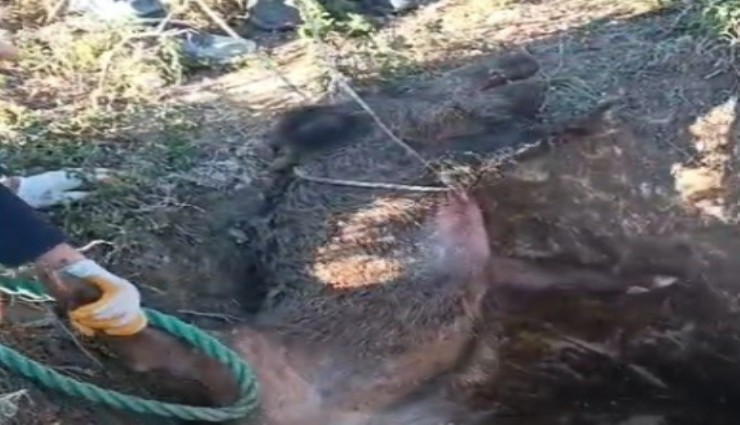 Çeşme'de çukura düşen yaban dommuzunu vatandaşlar kurtardı