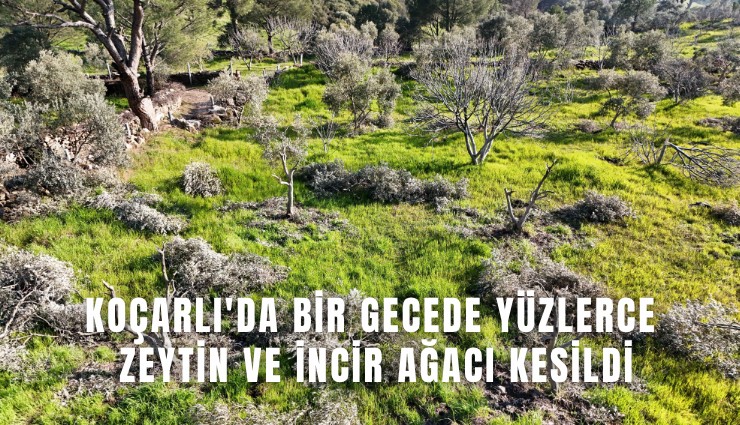 Koçarlı'da bir gecede yüzlerce zeytin ve incir ağacı kesildi