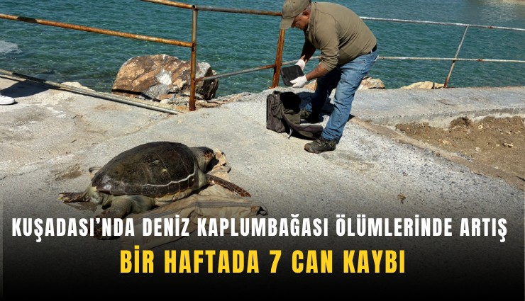 Kuşadası’nda deniz kaplumbağası ölümlerinde artış: Bir haftada 7 can kaybı
