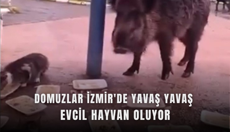 Balçova’da yaban domuzları şehir merkezine indi: Kedilerle aynı mamayı paylaşıyor