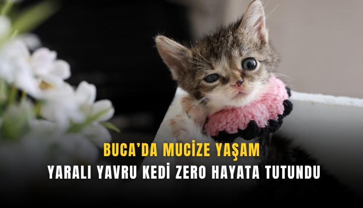 Buca’da mucize yaşam: Yaralı yavru kedi Zero hayata tutundu
