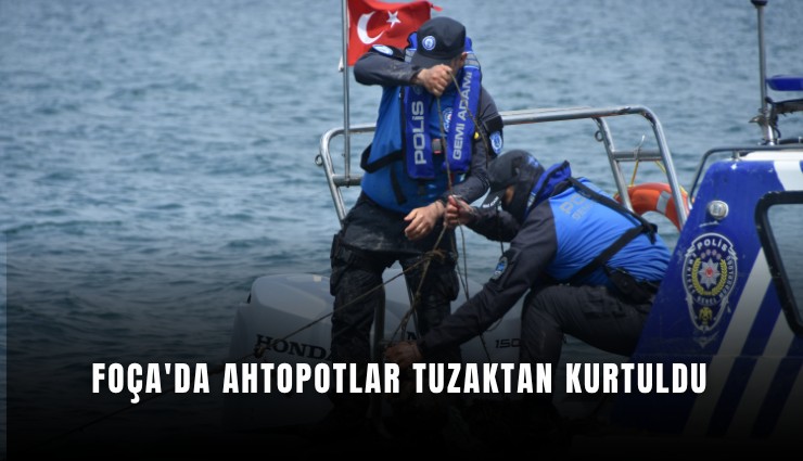 Foça'da ahtopotlar tuzaktan kurtuldu