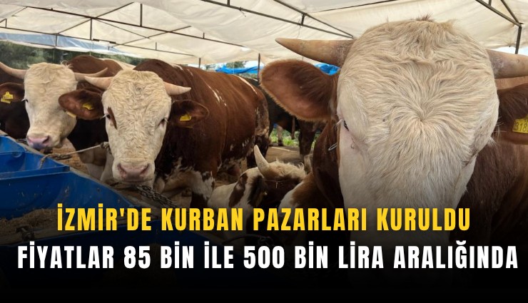 İzmir'de kurban pazarları kuruldu: Fiyatlar 85 bin ile 500 bin lira aralığında