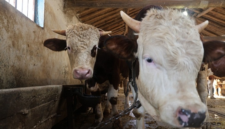 Kurbanlık alacaklara 