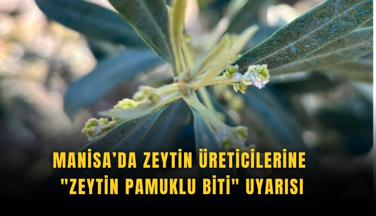 Manisa’da zeytin üreticilerine 