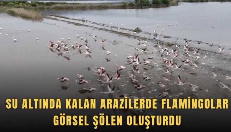 Su altında kalan arazilerde flamingolar görsel şölen oluşturdu
