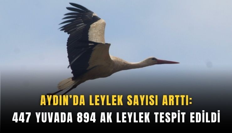Aydın’da leylek sayısı arttı: 447 yuvada 894 ak leylek tespit edildi
