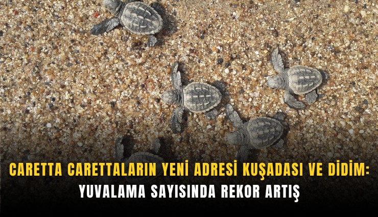 Caretta carettaların yeni adresi Kuşadası ve Didim: Yuvalama sayısında rekor artış