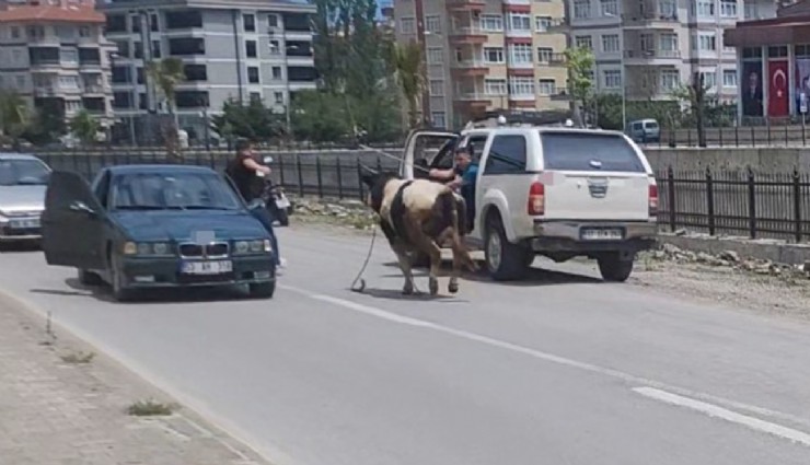 Kurban pazarından kaçan dana ilçeyi birbirine kattı