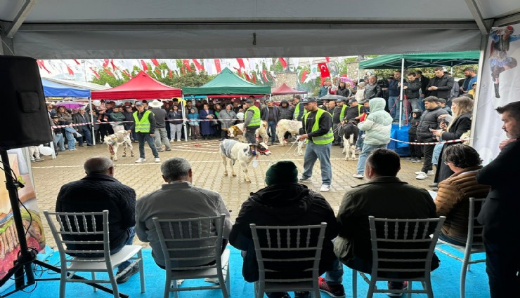 Sevimli buzağılar podyumda gözleri kamaştırdı