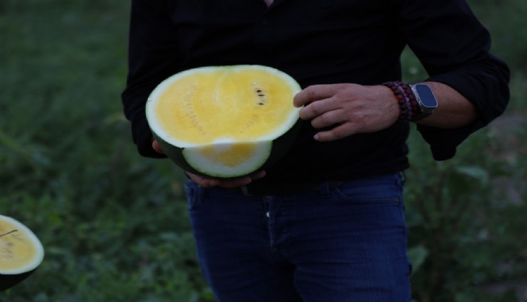 Çukurova'nın yeni gözdesi: Sarı karpuz için hasat geri sayımı