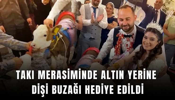 Takı merasiminde altın yerine dişi buzağı hediye edildi