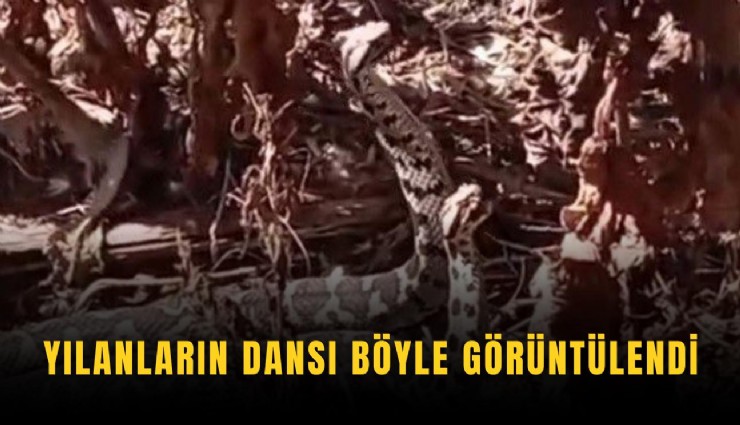 Yılanların dansı böyle görüntülendi